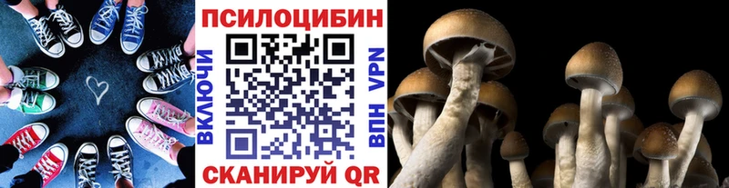 mega как зайти  Мичуринск  Галлюциногенные грибы Psilocybine cubensis 